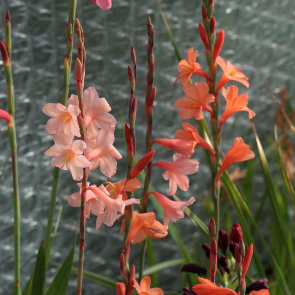 Watsonia pyramidata Peach Glow