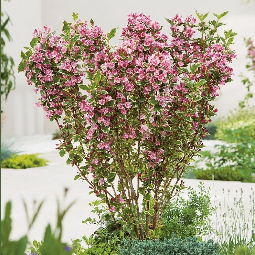 Weigela Kosteriana Variegata