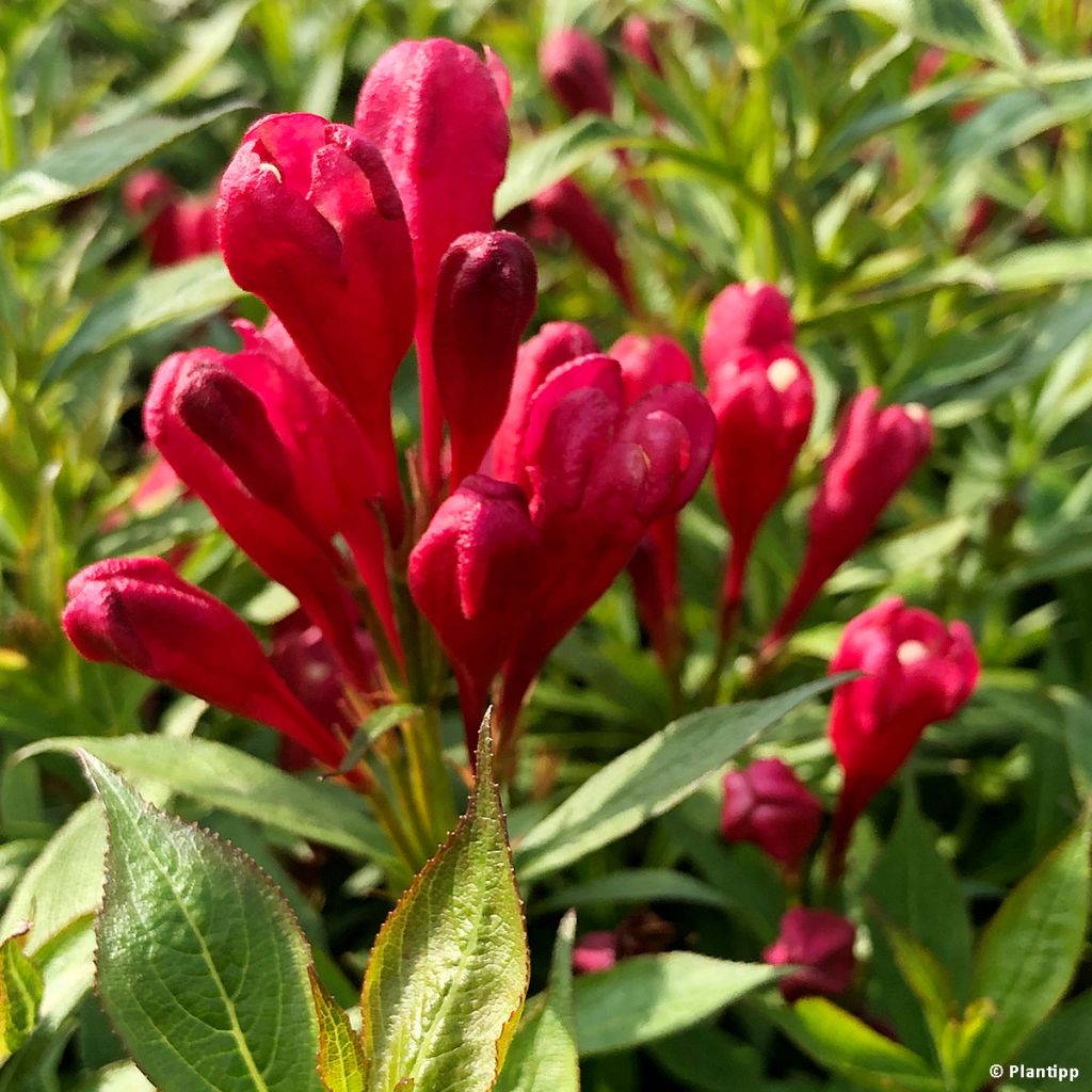 Weigela florida Picobella Rosso