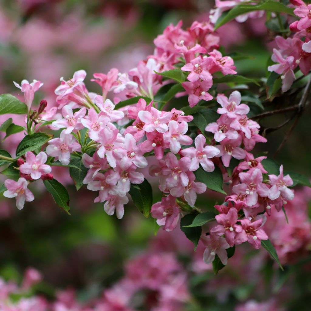 Weigela florida Rosea