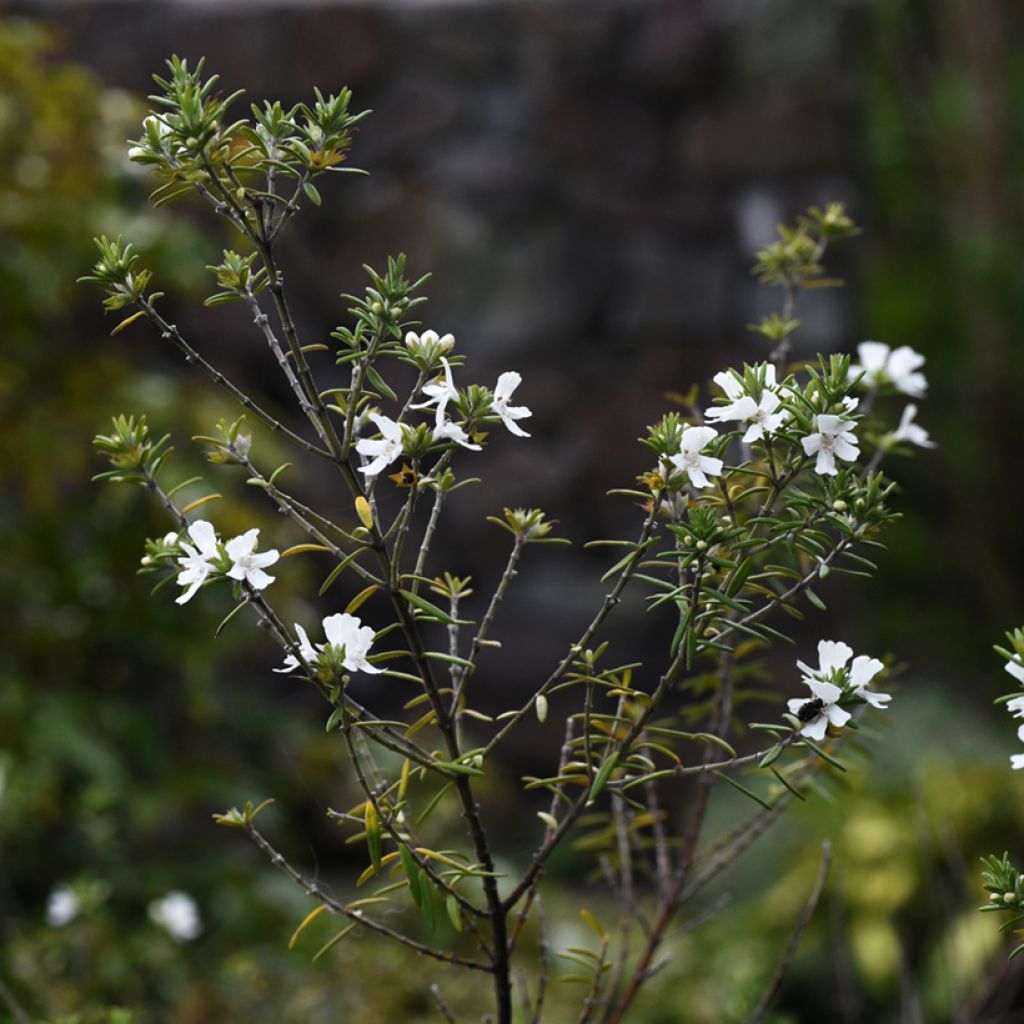 Westringia fruticosa White Rambler