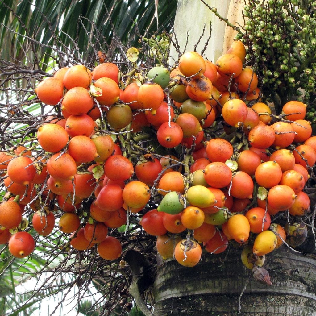 Wodyetia bifurcata - Foxtail Palm