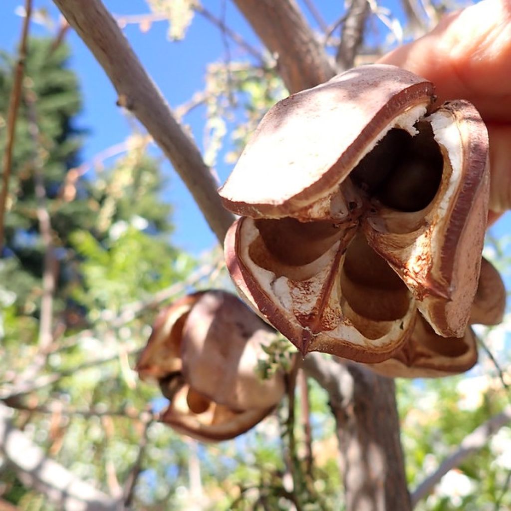 Xanthoceras sorbifolium - Xanthocère à feuilles de sorbier