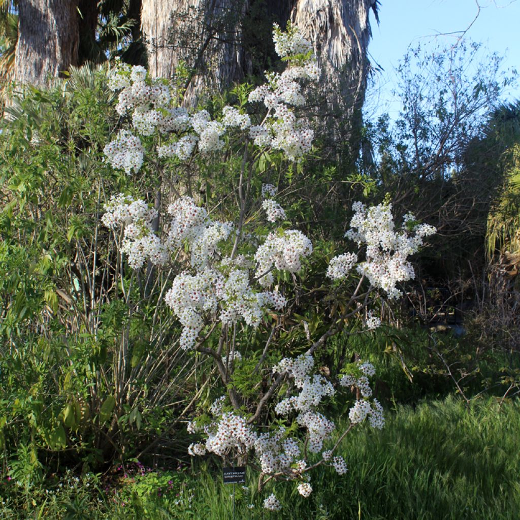 Xanthoceras sorbifolium