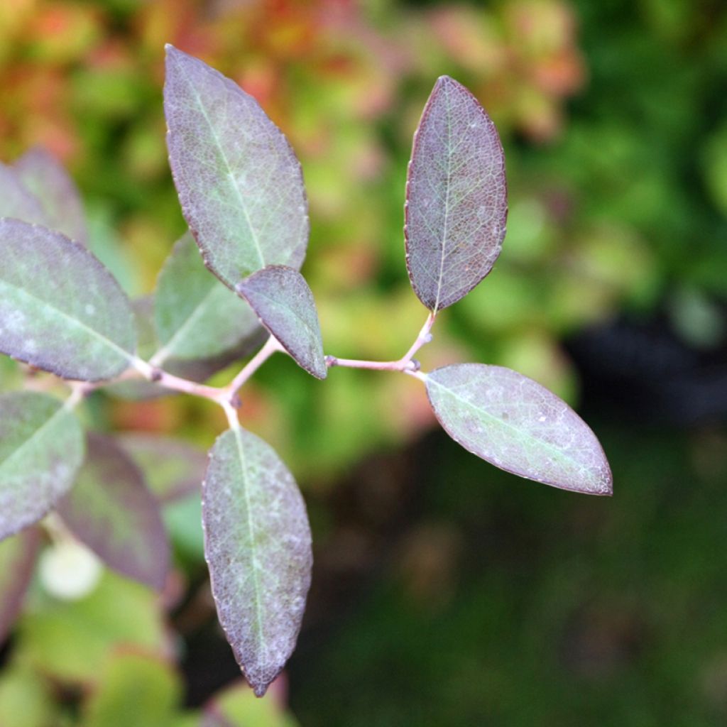 Zenobia pulverulenta Blue Sky