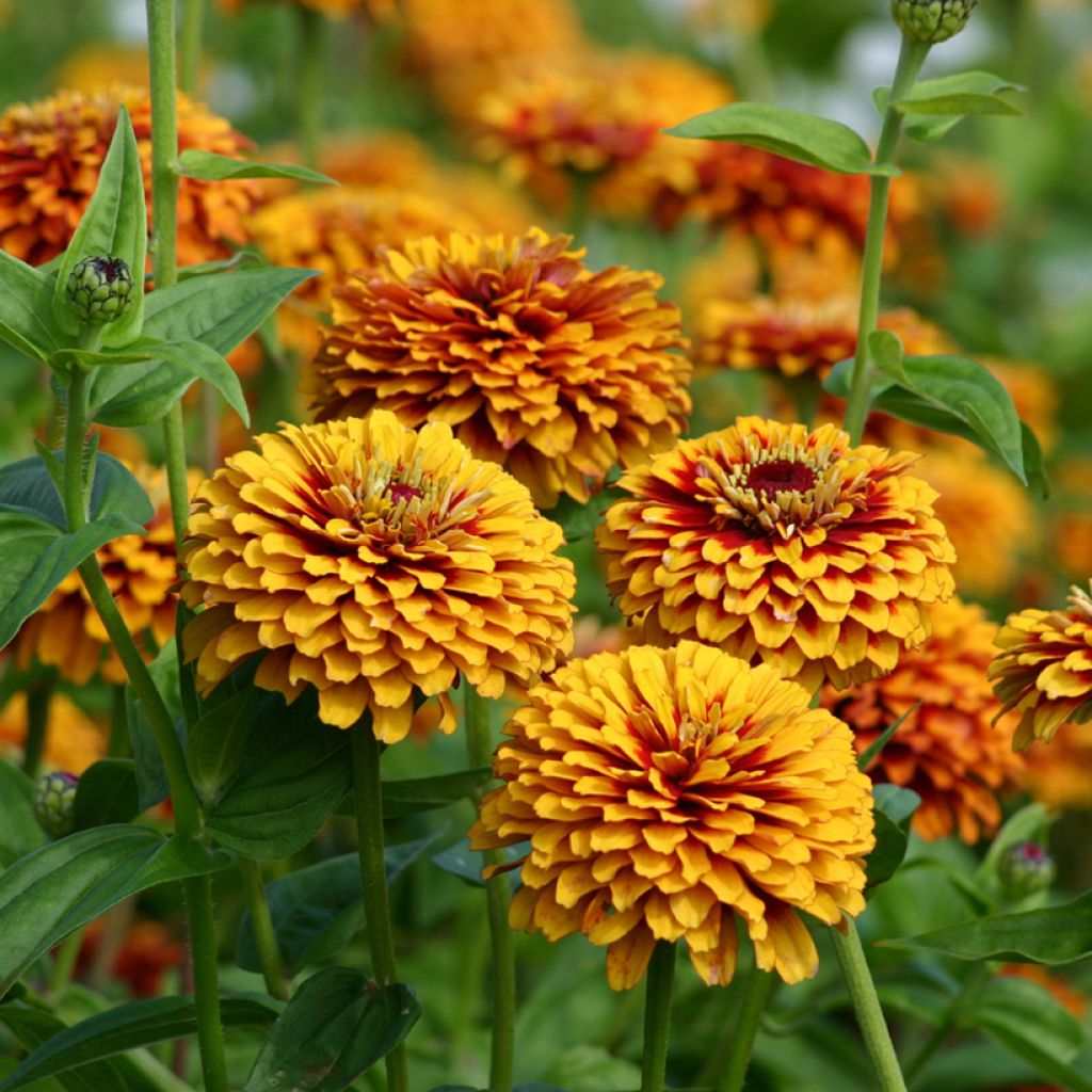 Zinnia elegans Macarenia Seeds