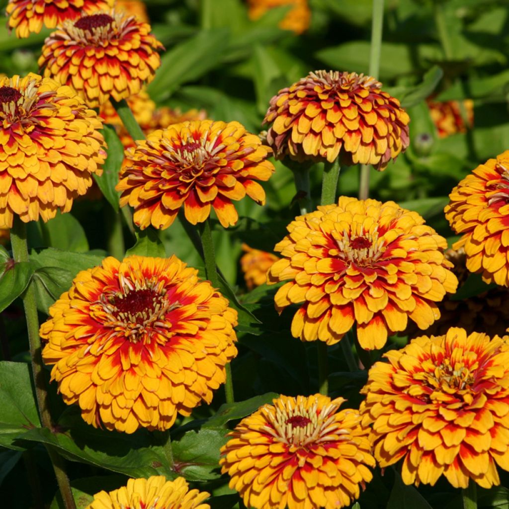 Zinnia elegans Macarenia Seeds