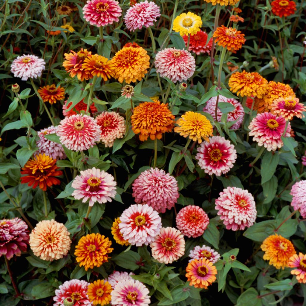 Zinnia elegans Whirlygig Mixed Seeds