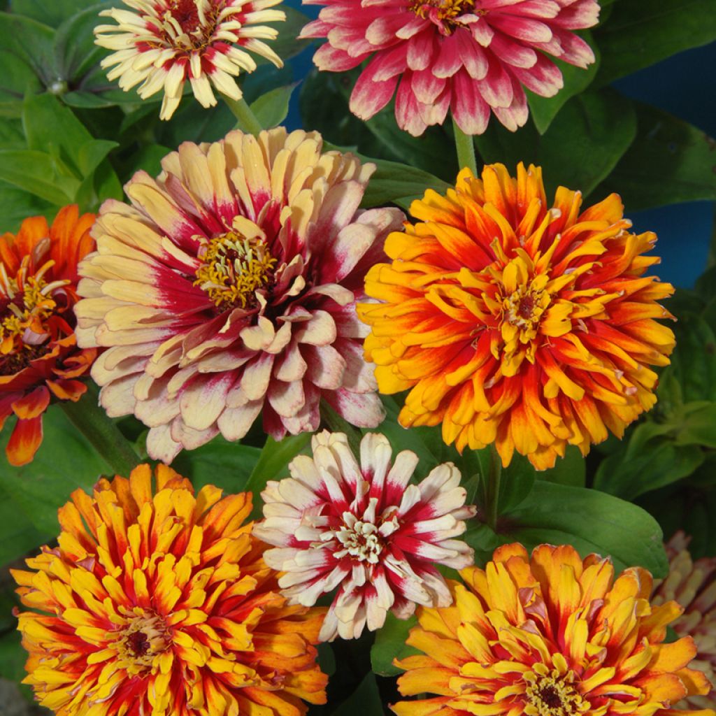 Zinnia elegans Whirlygig Mixed Seeds