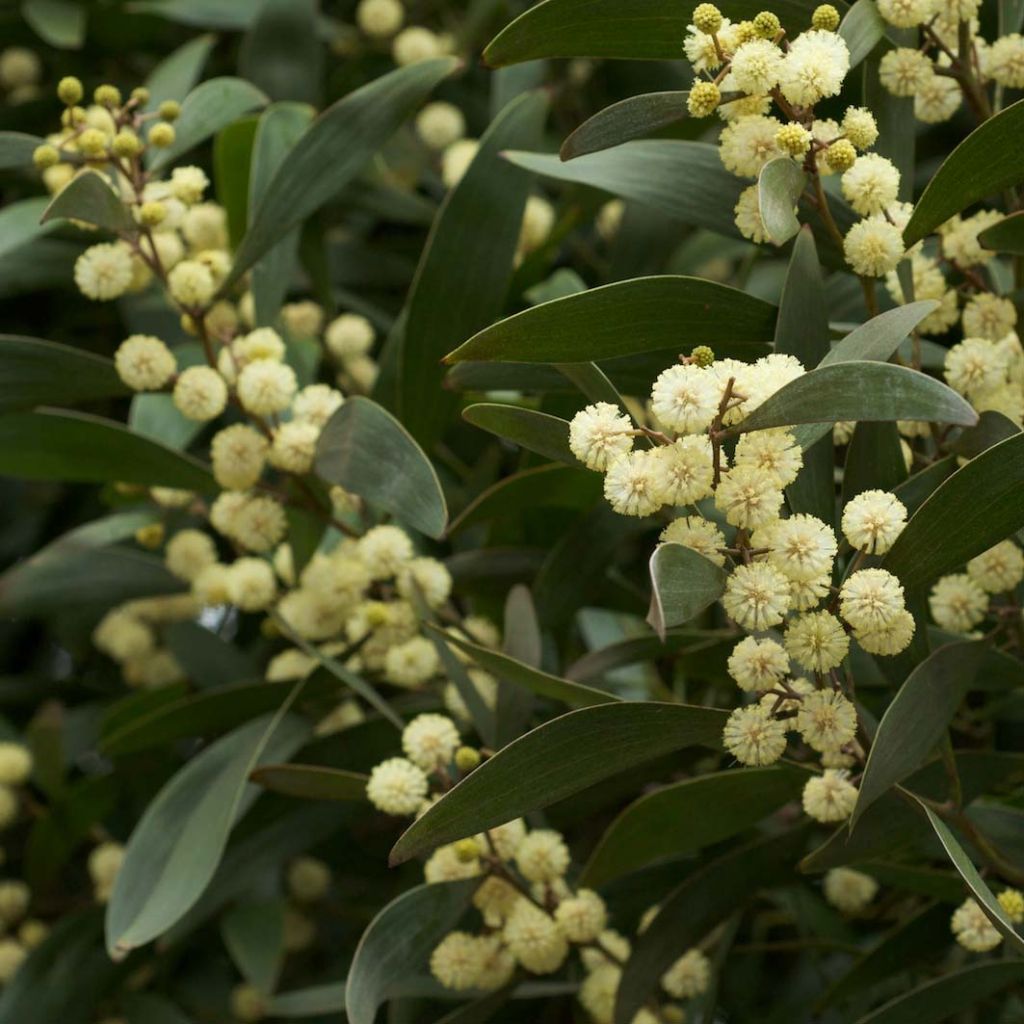 Acacia melanoxylon