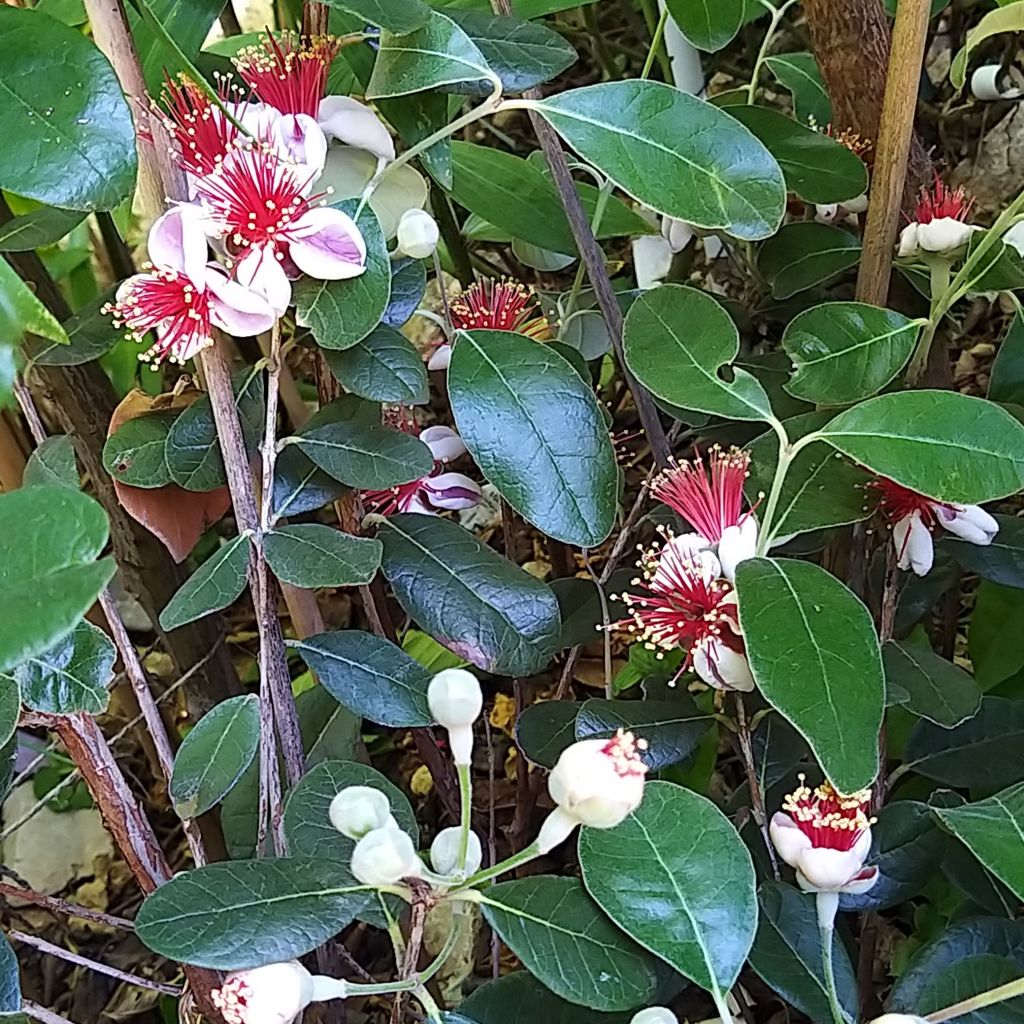 Feijoa sellowiana Coolidge