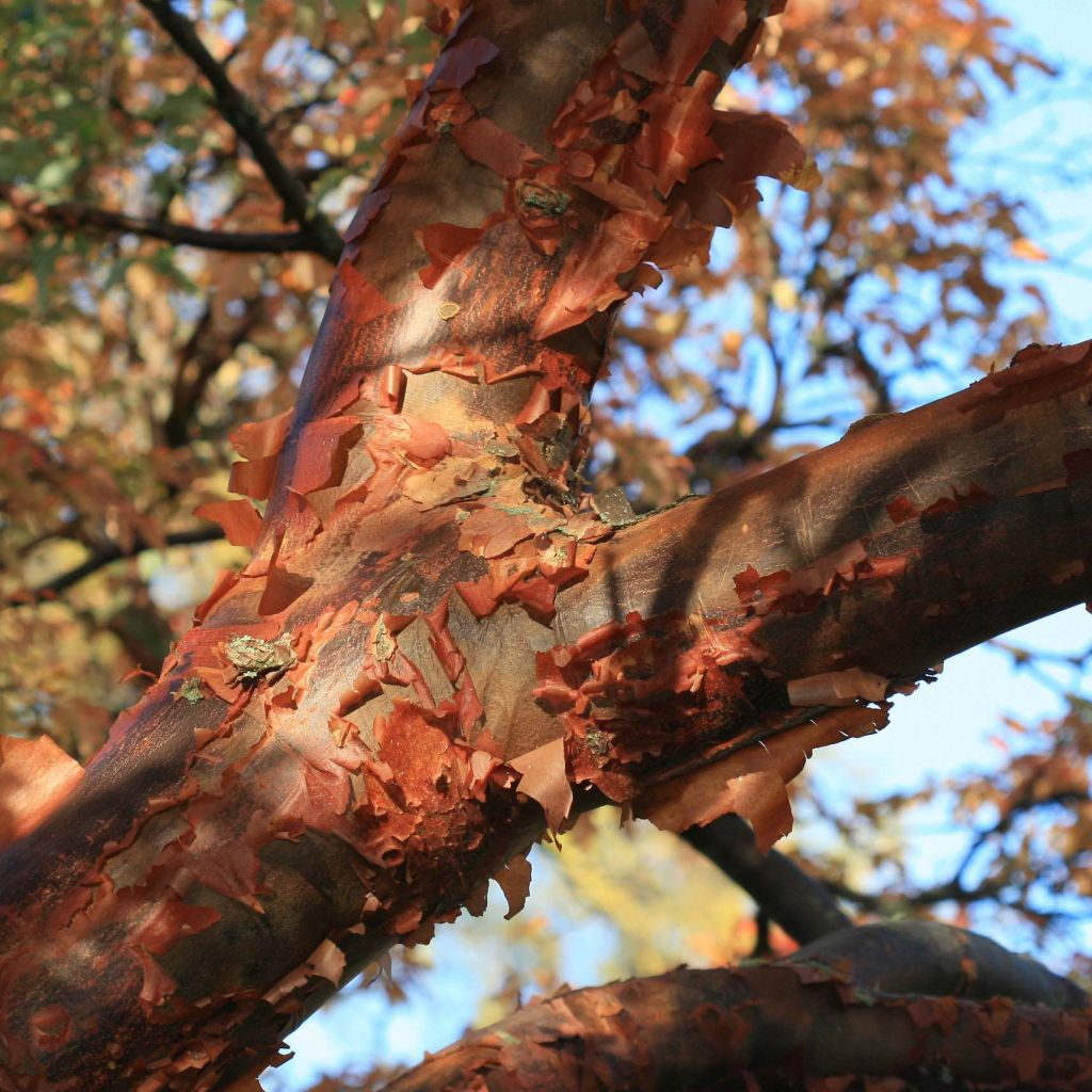 Acer griseum - Paperbark Maple - Maple