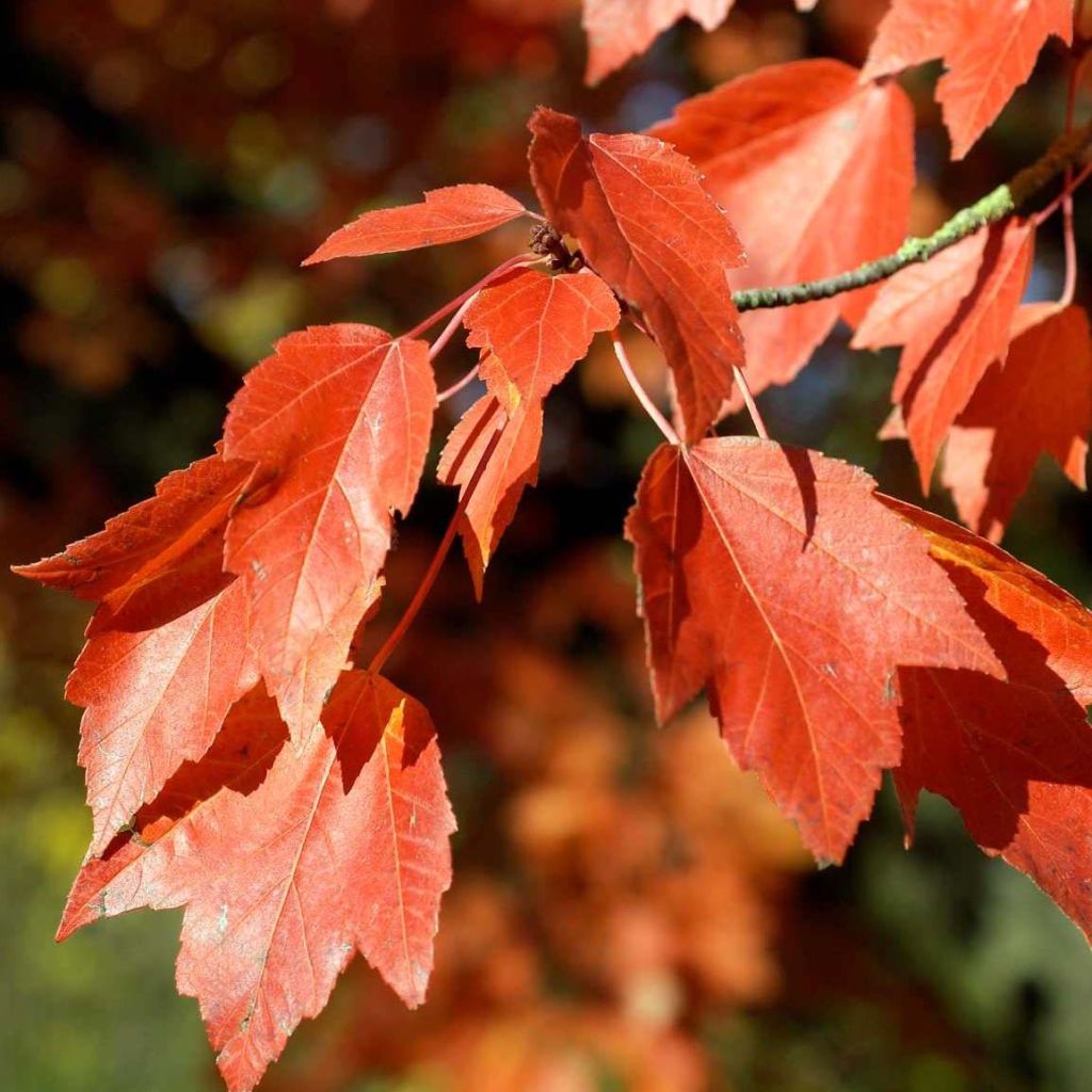 Acer rubrum Armstrong - Maple
