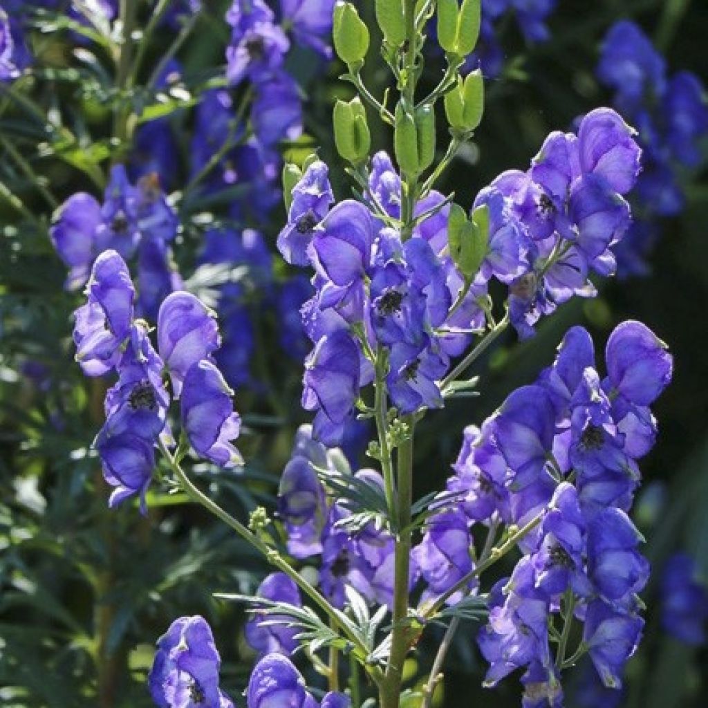 Aconit Blue Lagoon - Aconitum cammarum 