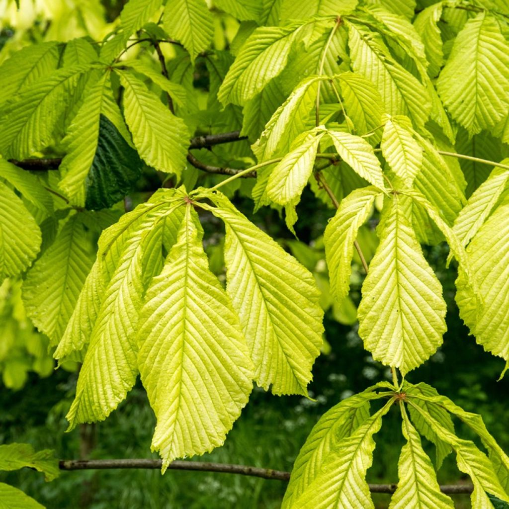 Aesculus hippocastanum Wisselink