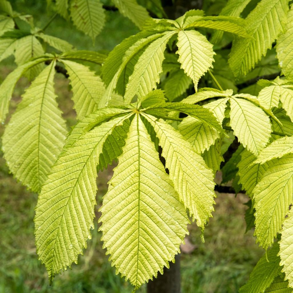 Aesculus hippocastanum Hampton Court Gold