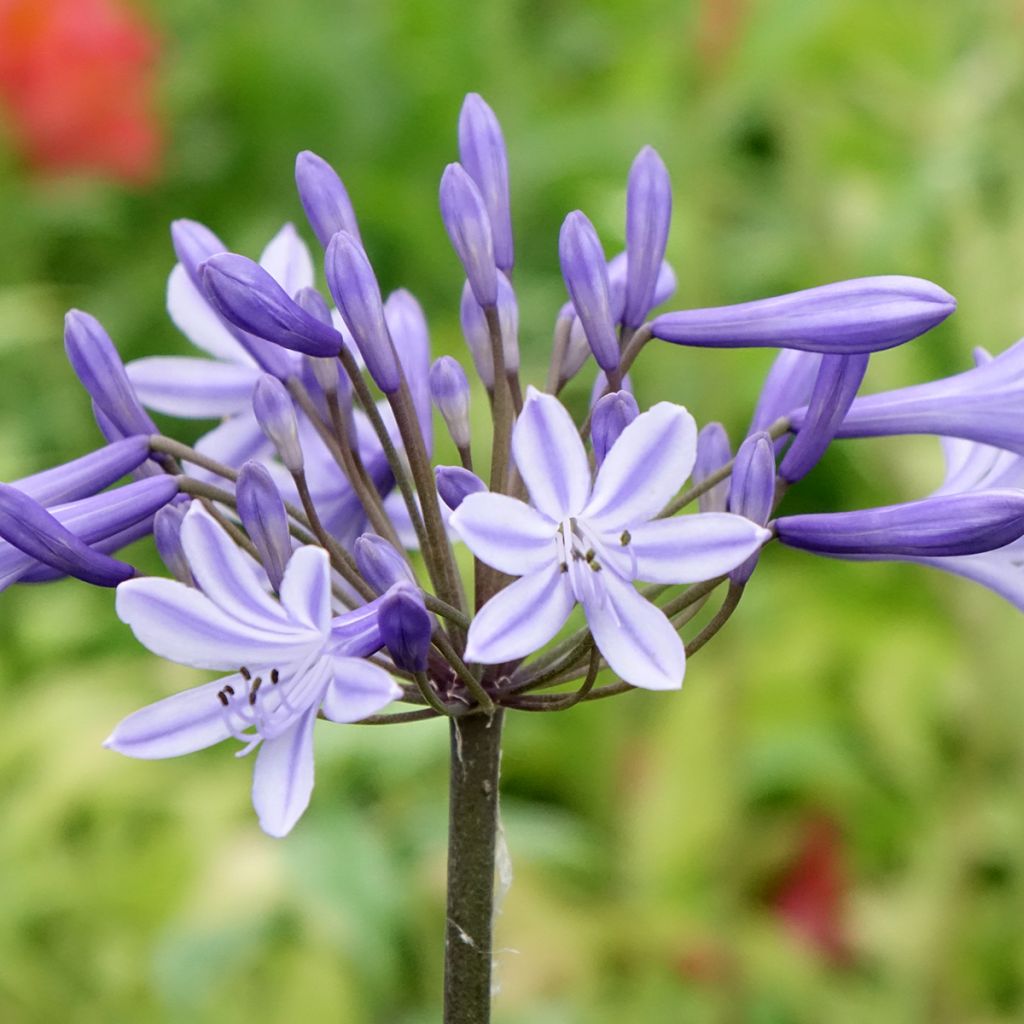 Agapanthus Headbourne Blue