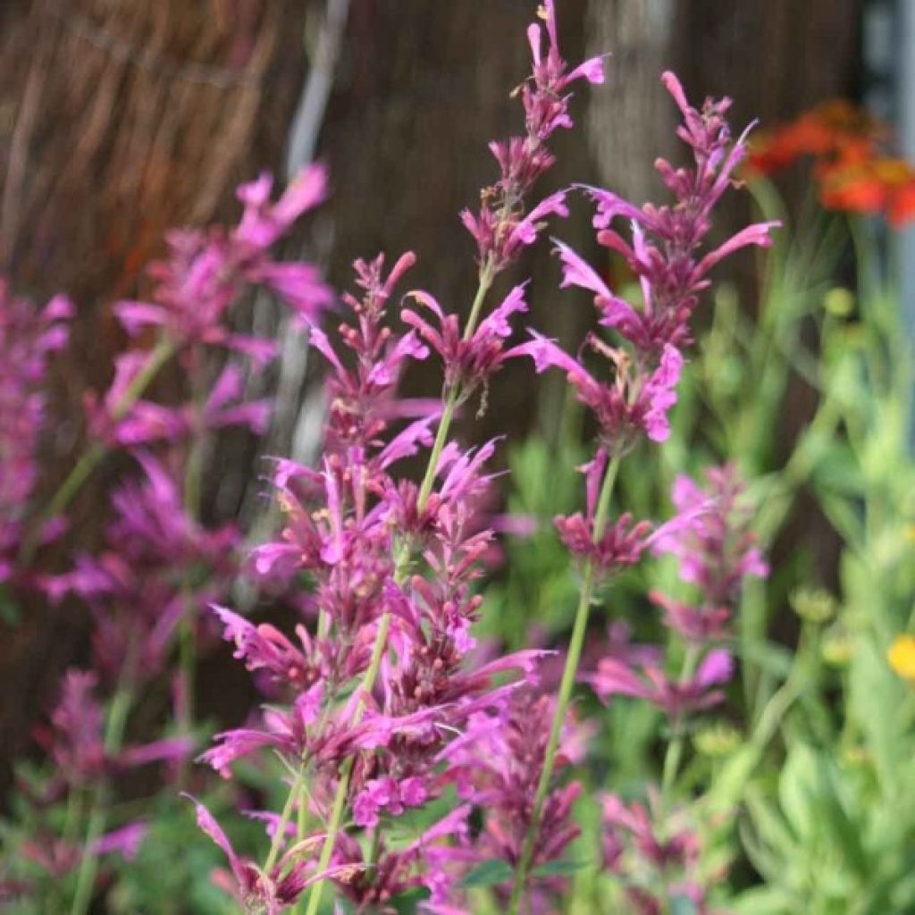 Agastache Summer Love®