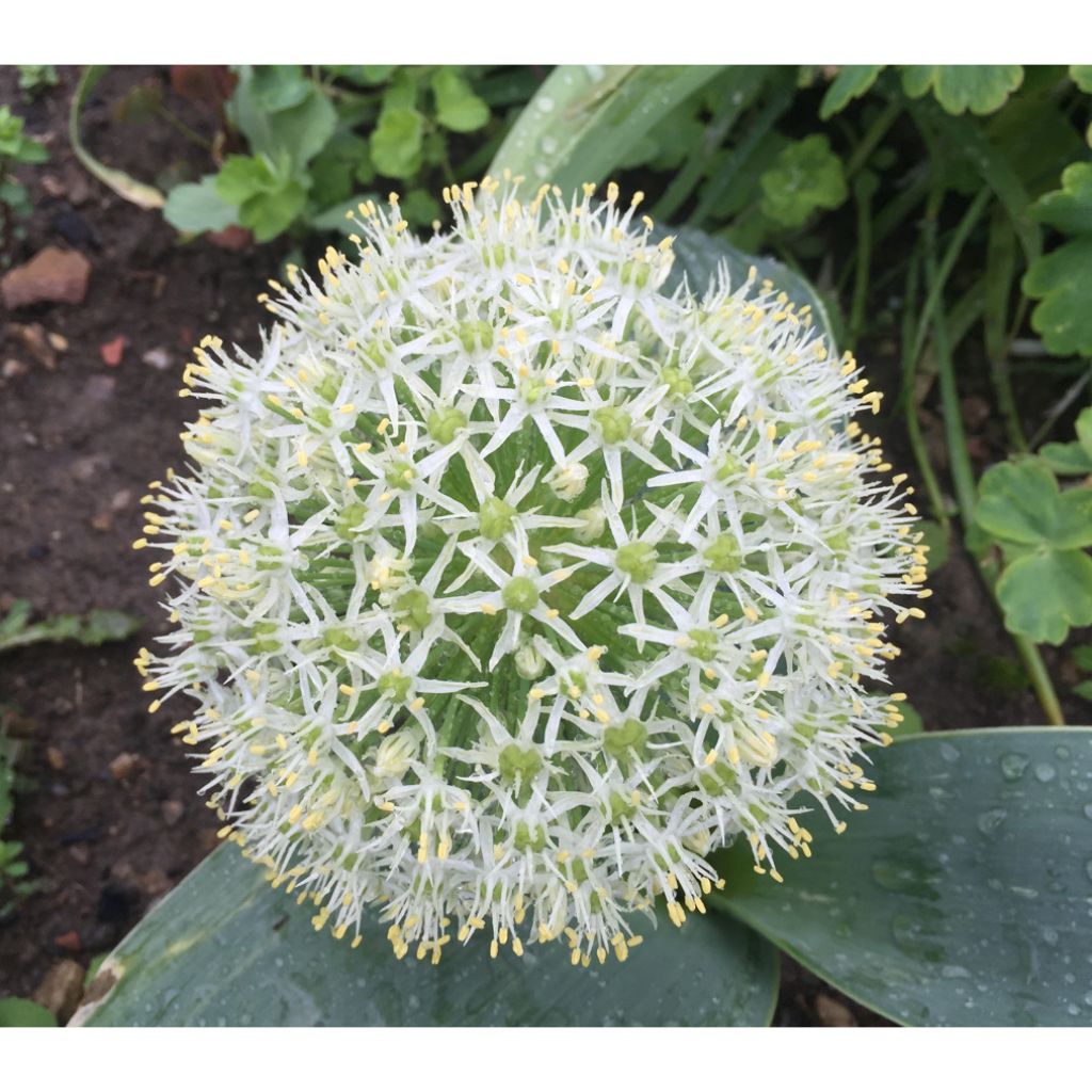 Allium karataviense  - Turkish Onion, Kara Tau Garlic