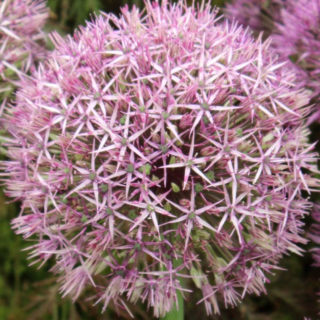 Allium Universe