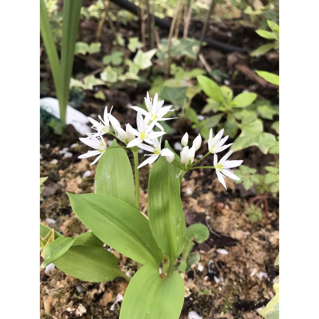 Bear's Garlic - Allium ursinum