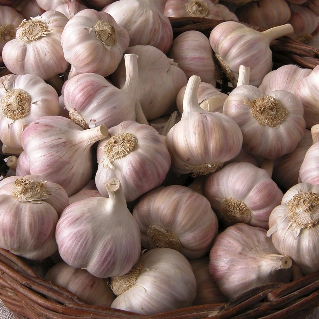 Rose du Tarn Garlic - Allium sativum