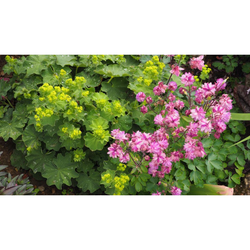 Alchemilla mollis 