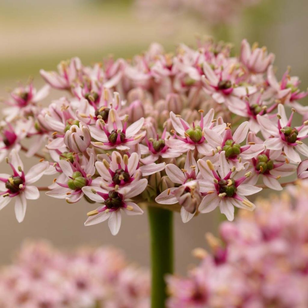 Allium Red Eye