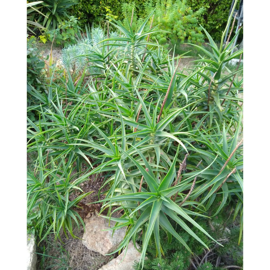 Aloe striatula