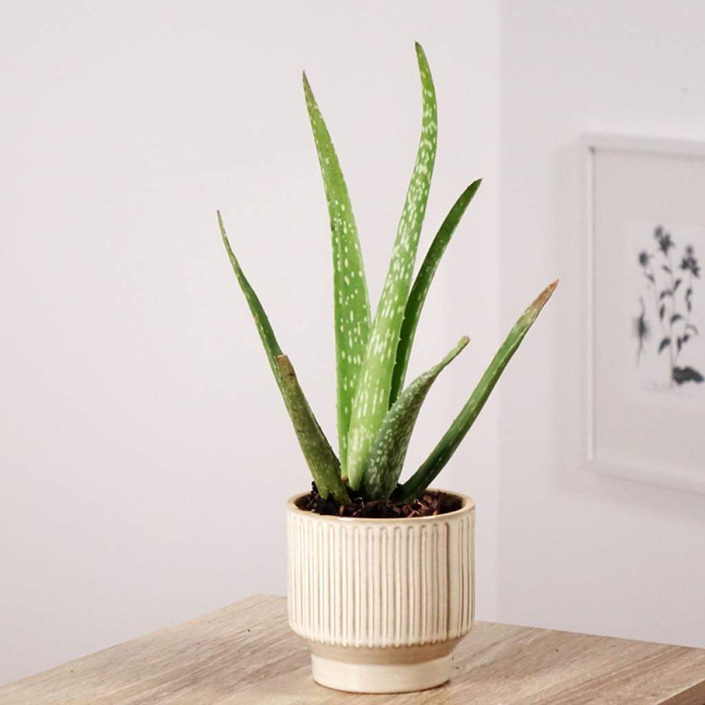 Aloe vera