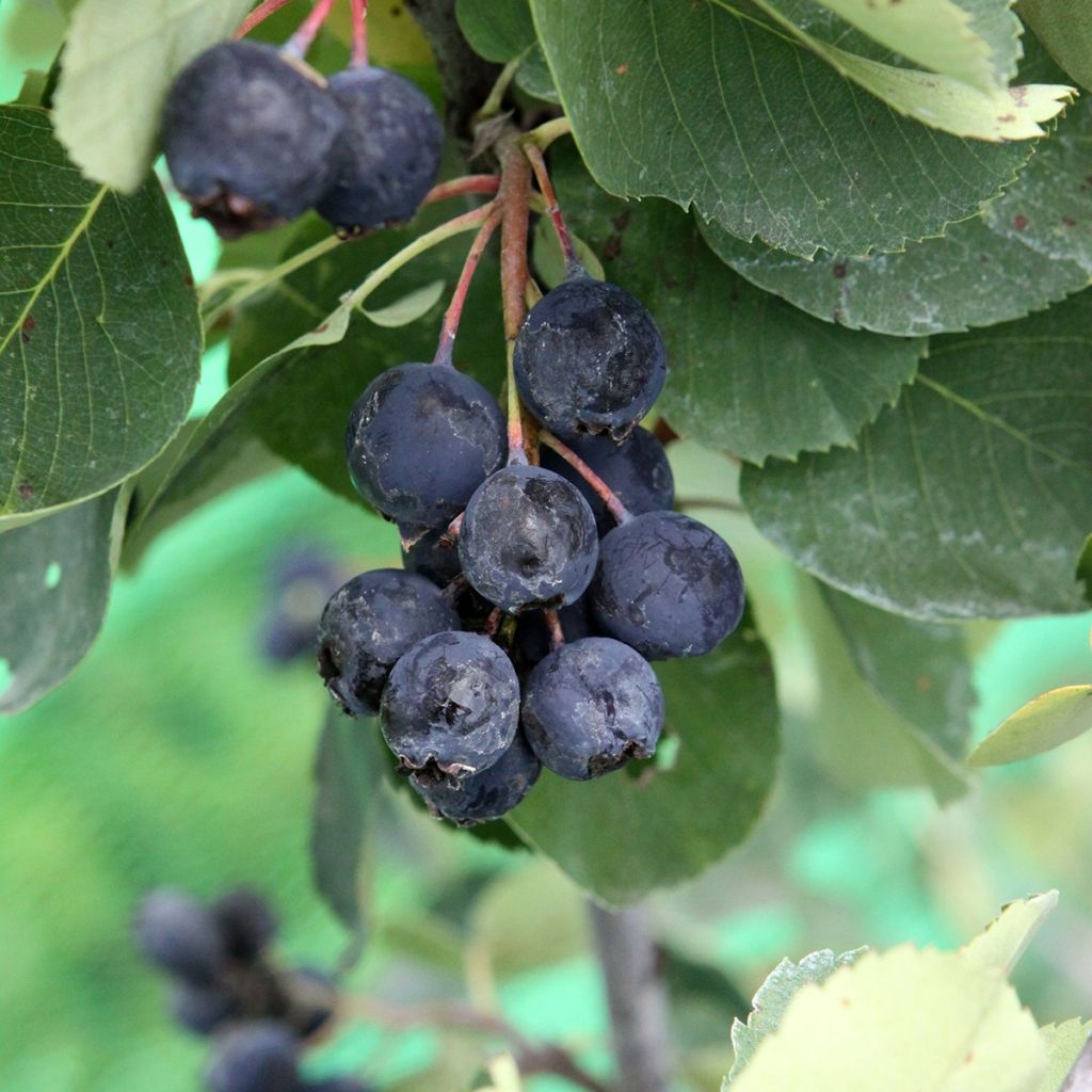 Amelanchier alnifolia Saskablue
