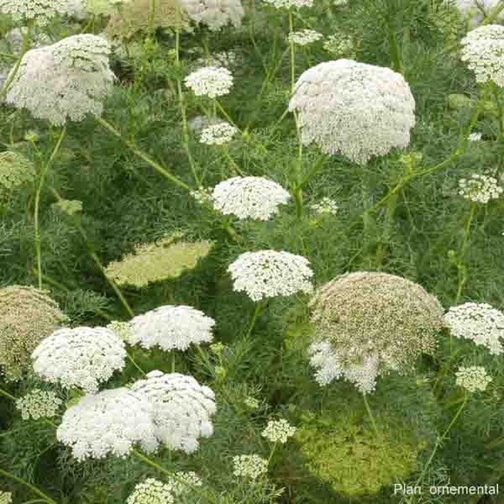 Ammi visnaga The Giant Seeds - Toothpick plant