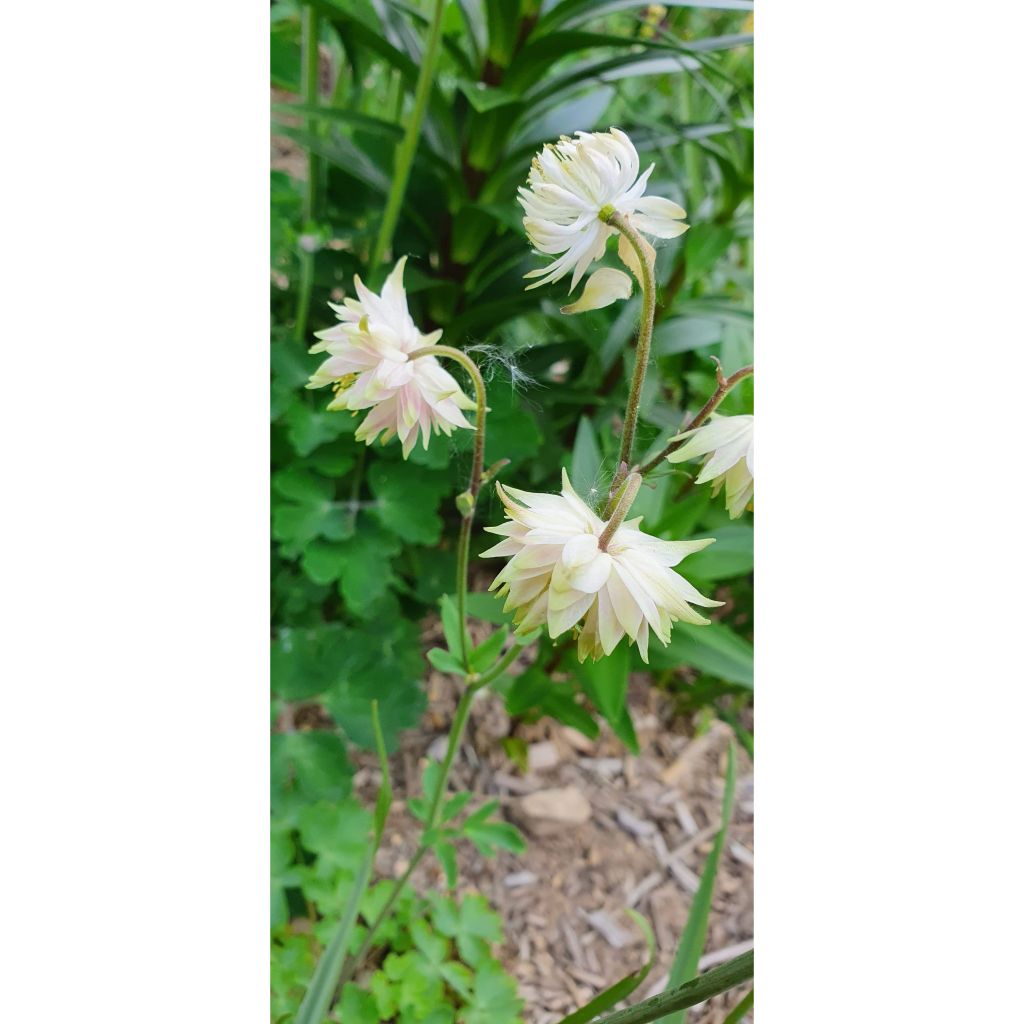 Aquilegia vulgaris Green Apples - Columbine