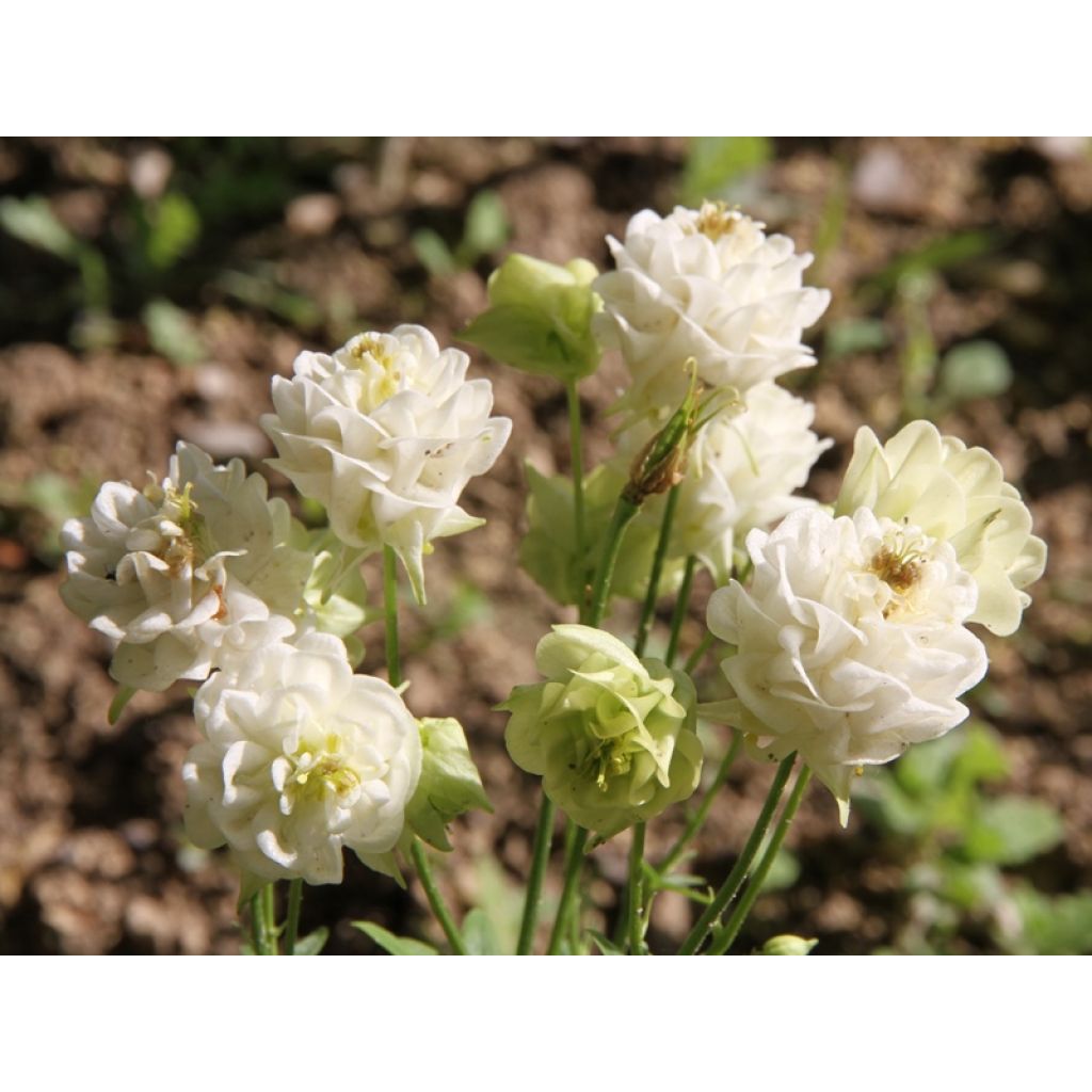 Aquilegia vulgaris Winky White and White - Columbine