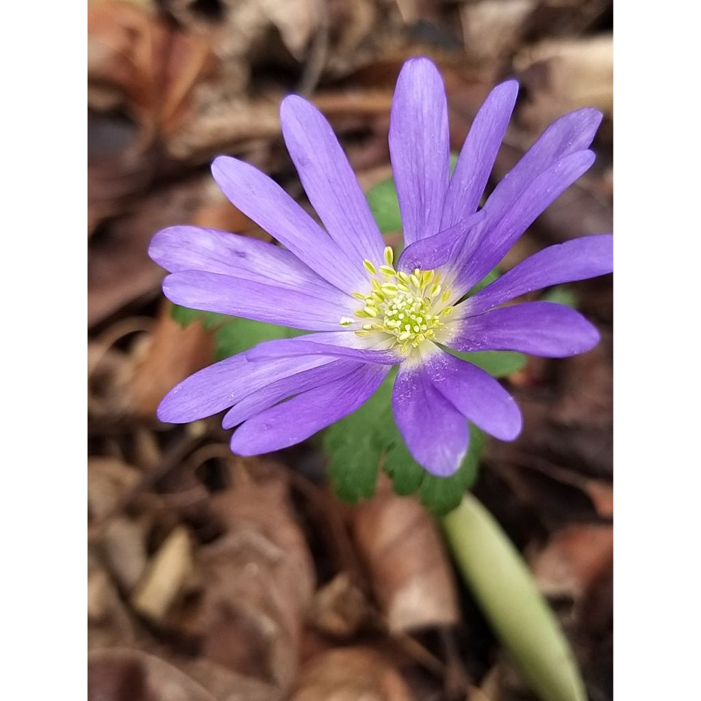 Anemone blanda Blue Shades