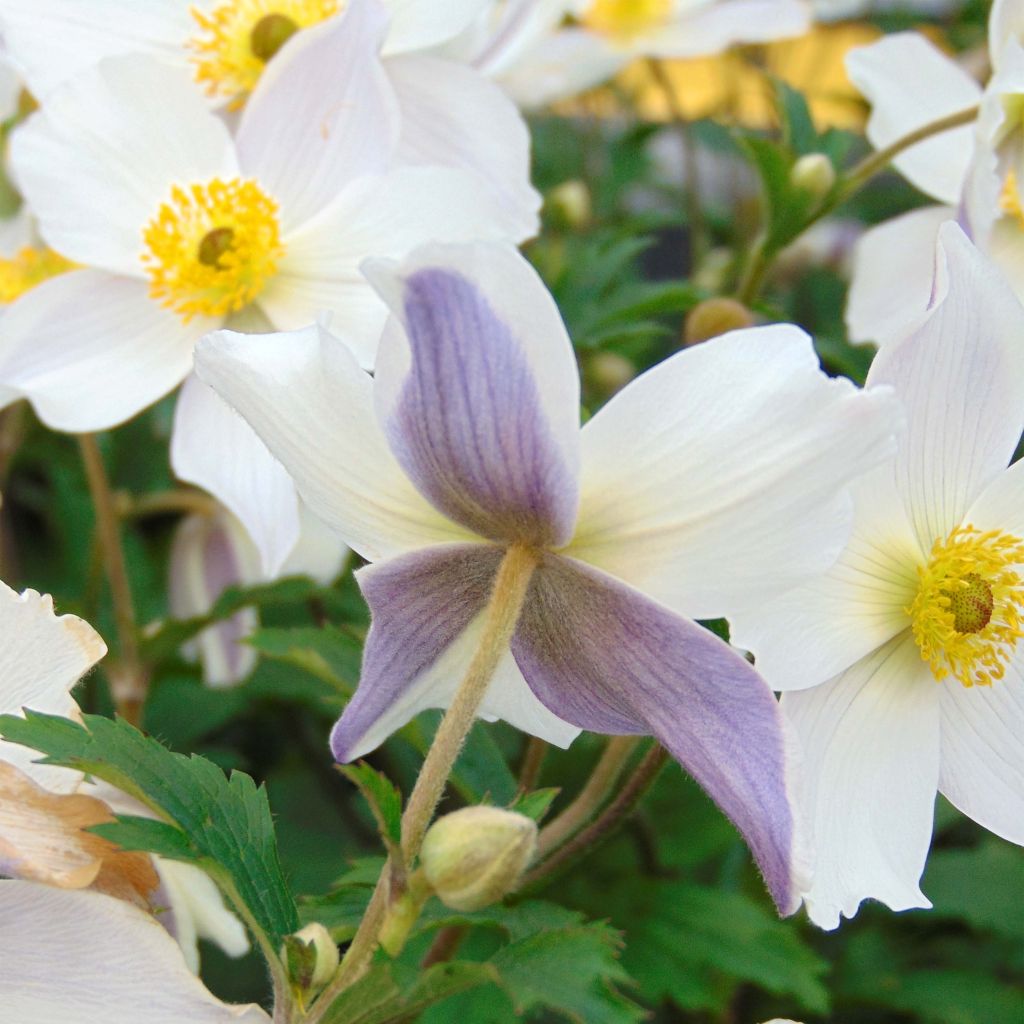 Anemone Wild Swan - Japanese Anemone