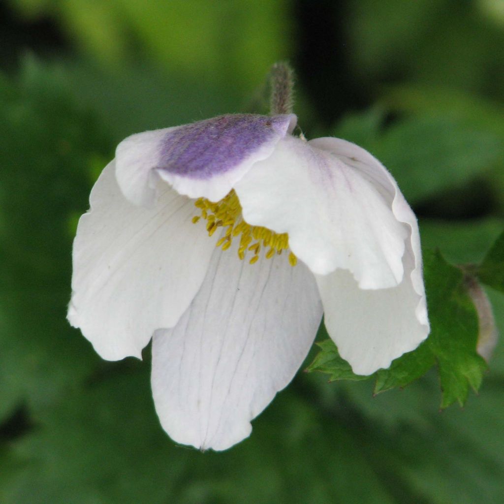 Anemone Wild Swan - Japanese Anemone