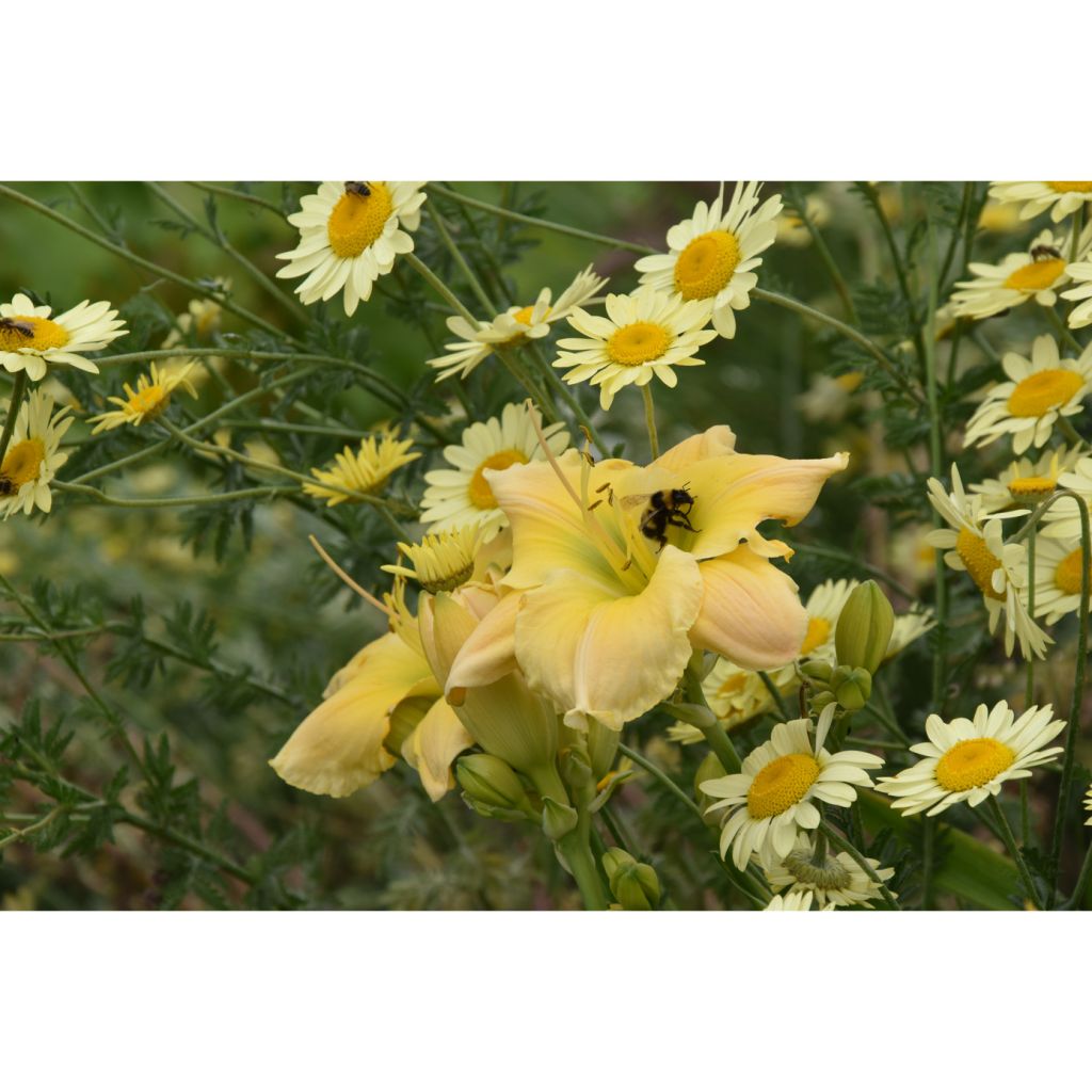 Anthemis tinctoria E.C. Buxton - Marguerite