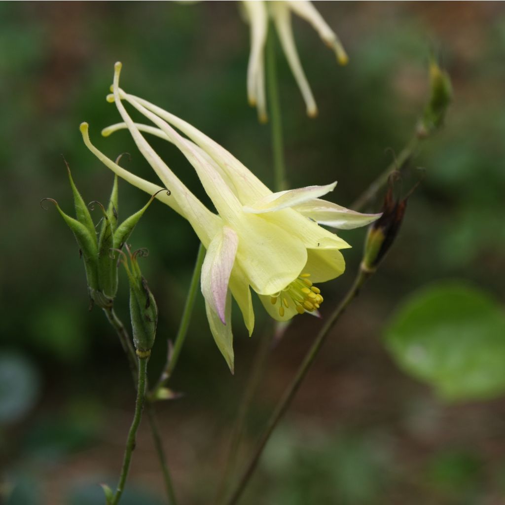 Aquilegia chrysantha Yellow Queen - Columbine