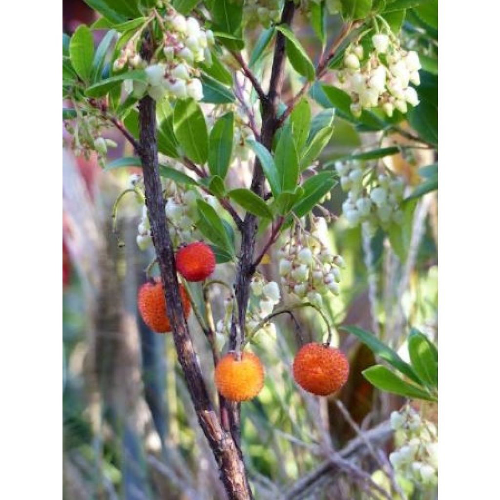 Arbutus unedo Compacta - Strawberry tree