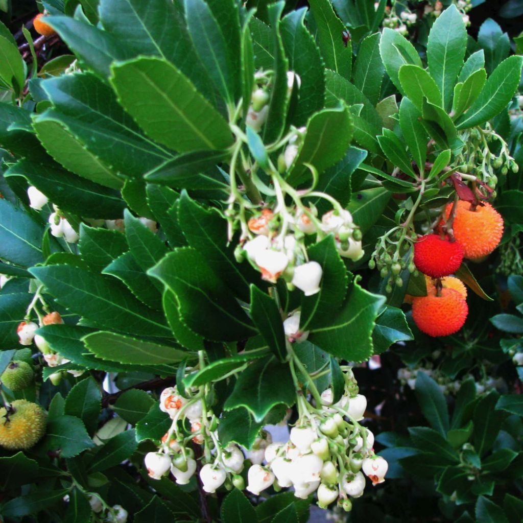 Arbutus unedo - Strawberry tree