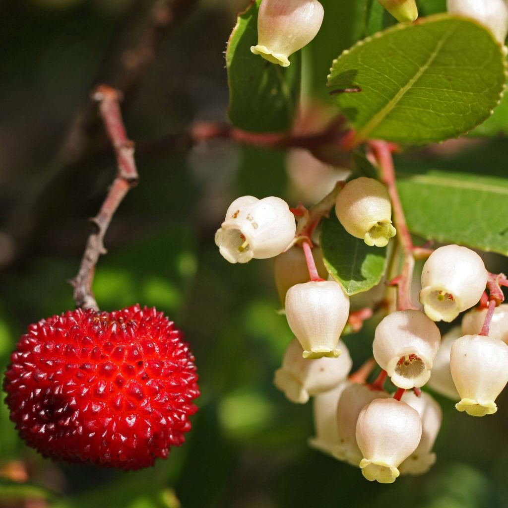 Arbutus unedo - Strawberry tree