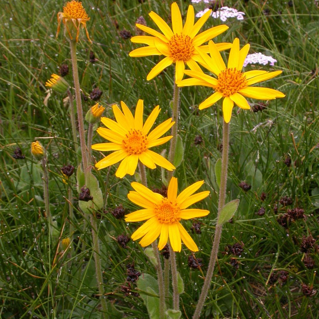 Arnica montana Bio