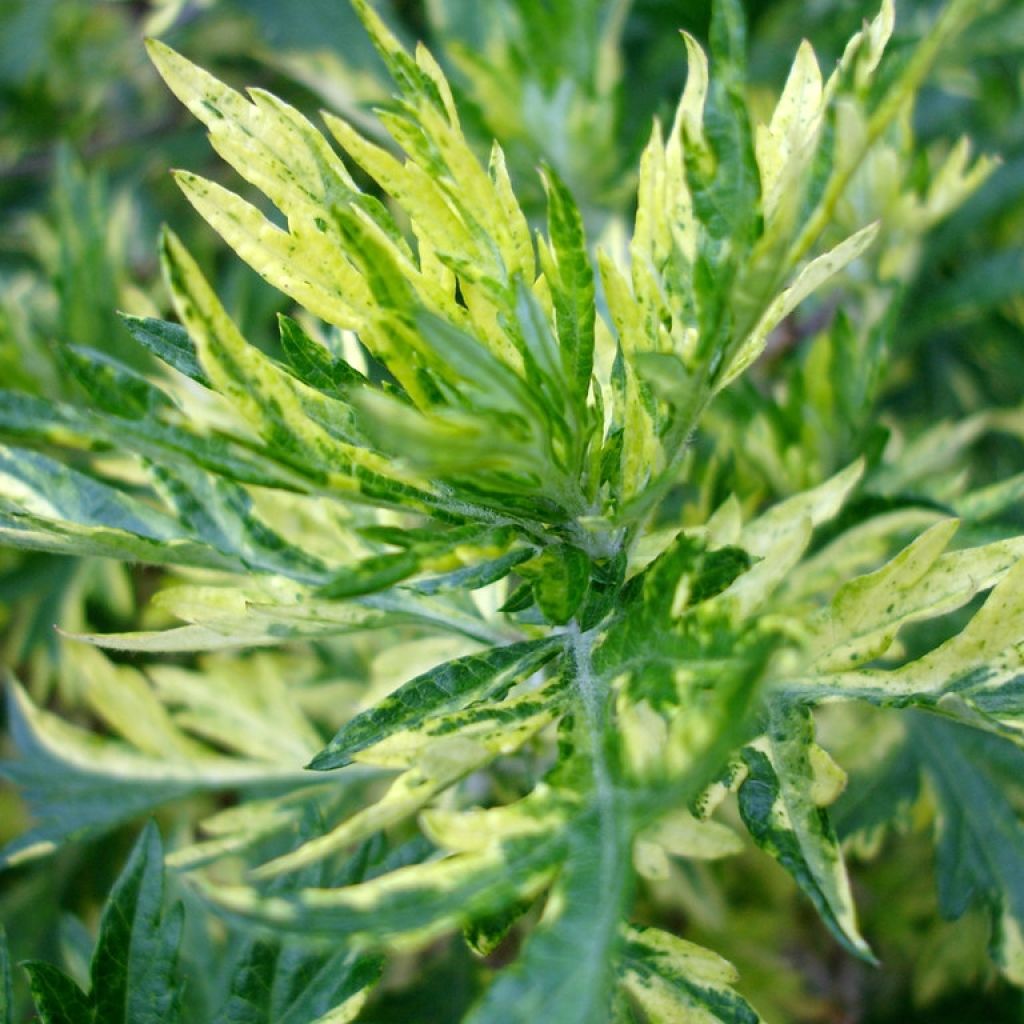 Artemisia vulgaris Oriental Limelight