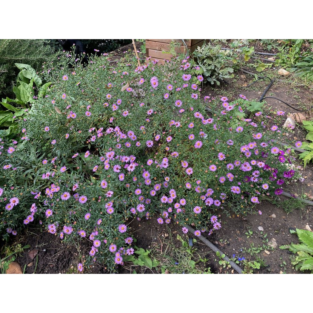 Aster dumosus Anneke