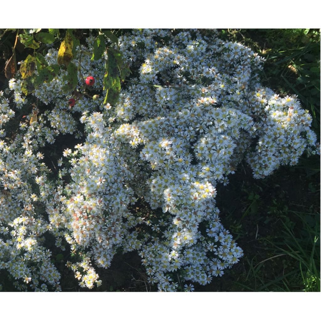 Aster ericoïdes f. prostratus Snow Flurry