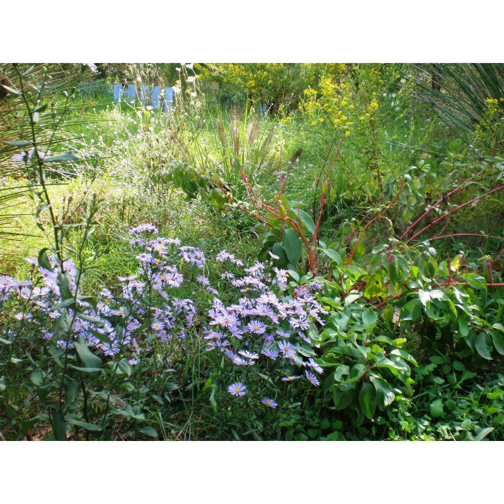 Aster laevis Calliope