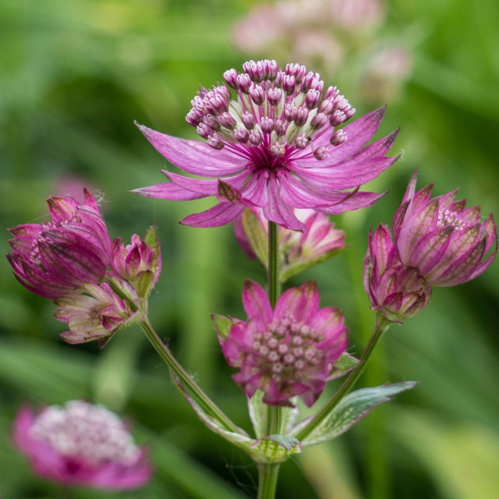 Astrantia major Ruby Cloud - Masterwort