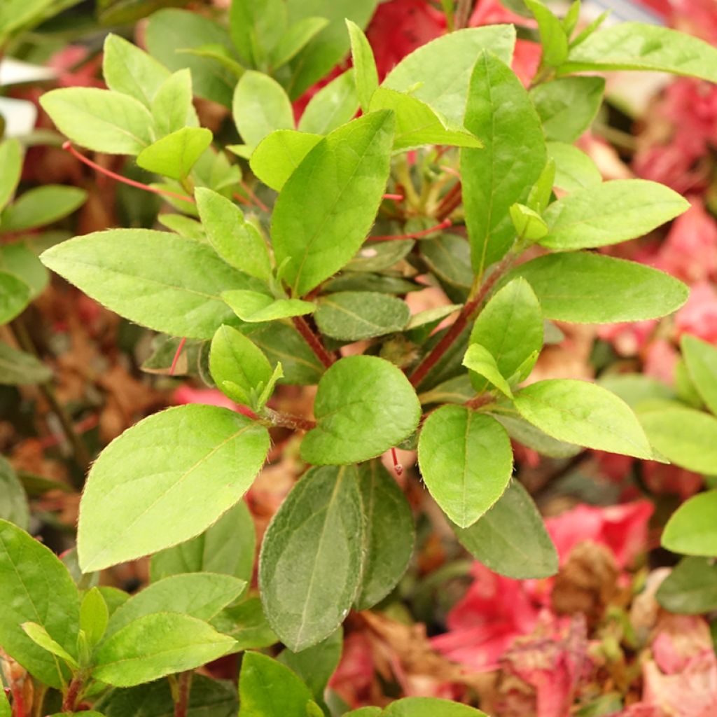 Azalea japonica Vuyks Scarlet