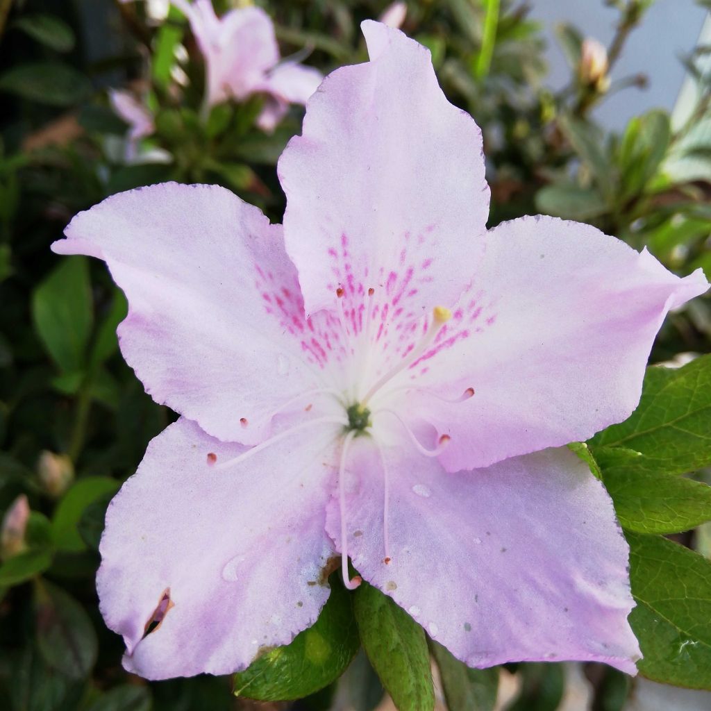 Rhododendron (Azalea) japonica ENCORE® Ivory 'Roblev'
